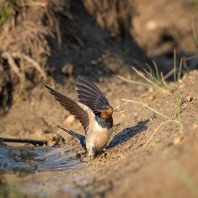 vlaštovka obecná - Hirundo rustica