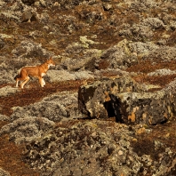 vlček etiopský - Canis simensis