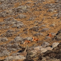 vlček etiopský - Canis simensis