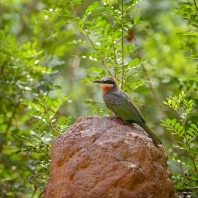 vlha běločelá - Merops bullockoides