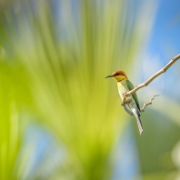 vlha hnědohlavá - Merops leschenaulti