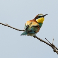 vlha pestrá - Merops apiaster