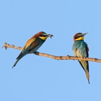 vlha pestrá - Merops apiaster