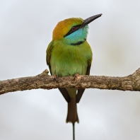 vlha proměnlivá - Merops orientalis