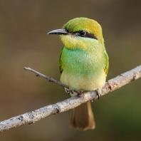 vlha proměnlivá - Merops orientalis