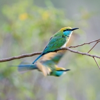 vlha proměnlivá - Merops orientalis