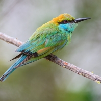 vlha proměnlivá - Merops orientalis