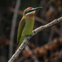 vlha zelená - Merops superciliosus