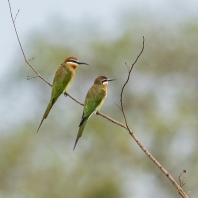 vlha zelená - Merops superciliosus