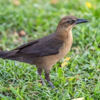 vlhovec velkoocasý - Quiscalus mexicanus