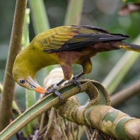 vlhovec zelený - Psarocolius viridis