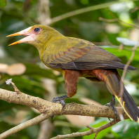 vlhovec zelený - Psarocolius viridis