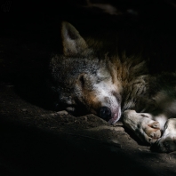vlk obecný - Canis lupus