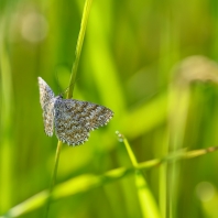 vlnopásník kostkovaný - Scopula immorata