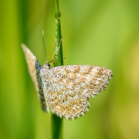 vlnopásník kostkovaný - Scopula immorata