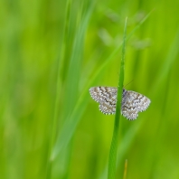 vlnopásník kostkovaný - Scopula immorata