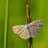 vlnopásník kostkovaný - Scopula immorata