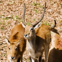 voduška červená - Kobus leche