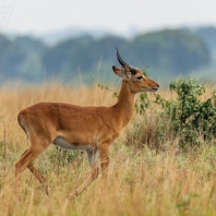 voduška kob Thomasova - Kobus kob thomasi