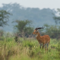 voduška kob Thomasova - Kobus kob thomasi