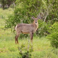 voduška velká - Kobus ellipsiprymnus