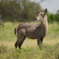 voduška velká - Kobus ellipsiprymnus