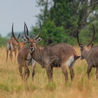 voduška velká - Kobus ellipsiprymnus
