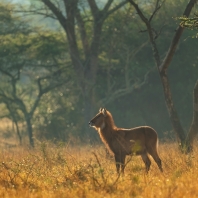 voduška velká - Kobus ellipsiprymnus