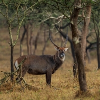 voduška velká - Kobus ellipsiprymnus