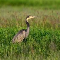 volavka africká - Ardea melanocephala