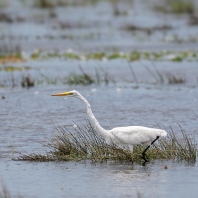 volavka bílá - Ardea alba