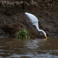 volavka bílá - Ardea alba