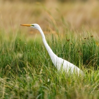 volavka bílá - Ardea alba