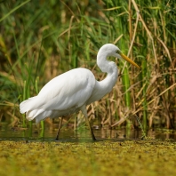 volavka bílá - Ardea alba