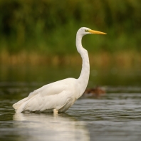 volavka bílá - Ardea alba