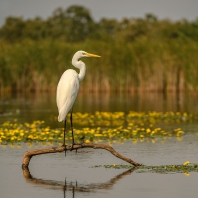 volavka bílá - Ardea alba