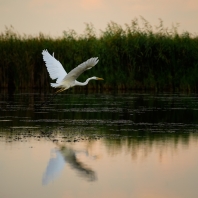 volavka bílá - Ardea alba