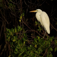 volavka bílá - Ardea alba