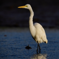 volavka bílá - Ardea alba