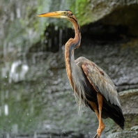 volavka červená - Ardea purpurea