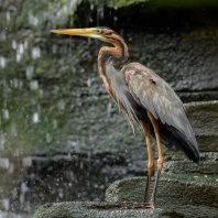 volavka červená - Ardea purpurea