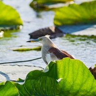 volavka hnědohřbetá - Ardeola grayii