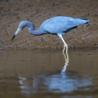 volavka modrošedá - Egretta caerulea