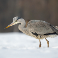 volavka popelavá - Ardea cinerea