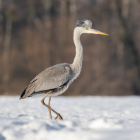 volavka popelavá - Ardea cinerea