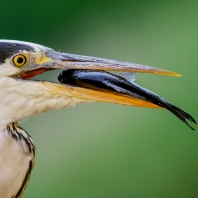 volavka popelavá - Ardea cinerea