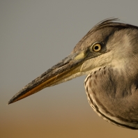 volavka popelavá - Ardea cinerea