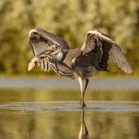 volavka popelavá - Ardea cinerea