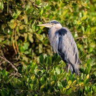 volavka popelavá - Ardea cinerea