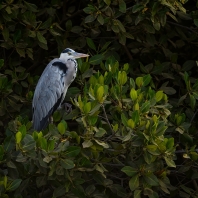 volavka popelavá - Ardea cinerea